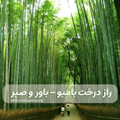 Bamboo Tree Secret - Belief and Patience